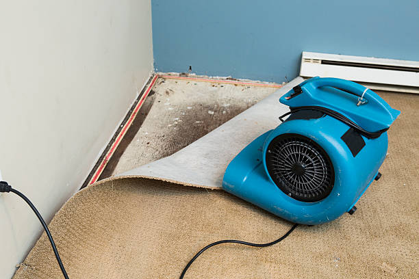 Best Flood damage cleanup  in Placitas, NM